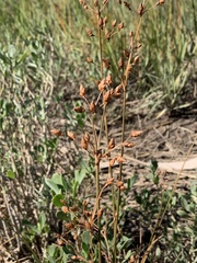 Fimbristylis castanea
