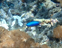 Pomacentrus coelestis