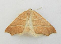 Destutia excelsa