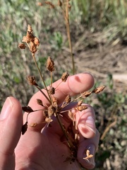 Fimbristylis castanea