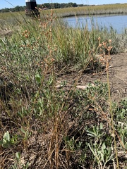 Fimbristylis castanea