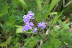 Glandularia megapotamica