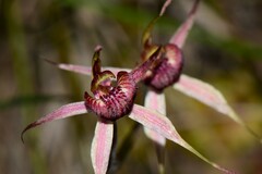 Caladenia lowanensis