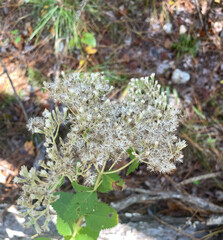 Eupatorium pubescens