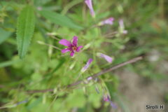 Oxalis articulata
