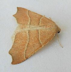 Destutia excelsa