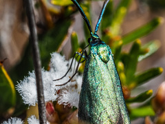 Pollanisus viridipulverulenta