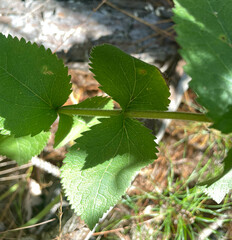 Eupatorium pubescens