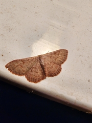 Leptostales pannaria