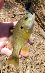 Lepomis macrochirus × cyanellus