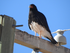Daptrius megalopterus
