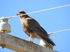 Daptrius megalopterus