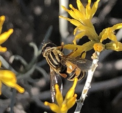 Helophilus latifrons