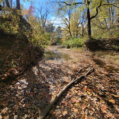 Lepomis macrochirus × cyanellus