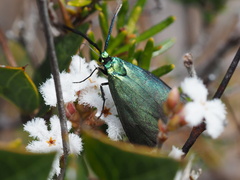 Pollanisus viridipulverulenta