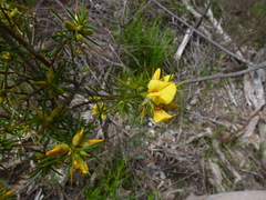 Pultenaea acerosa