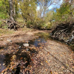 Lepomis macrochirus × cyanellus