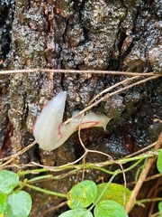 Triboniophorus graeffei