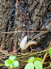 Triboniophorus graeffei