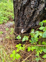 Triboniophorus graeffei