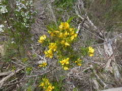 Pultenaea acerosa