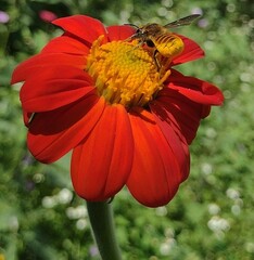 Tithonia rotundifolia