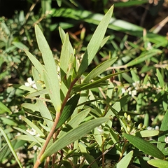 Leucopogon