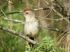 Thamnophilus ruficapillus