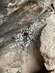 Myriopteris parryi