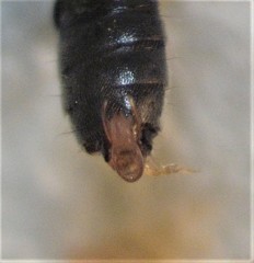 Blediotrogus guttiger