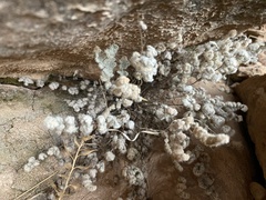 Myriopteris parryi