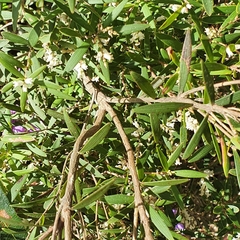 Leucopogon