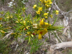 Pultenaea acerosa