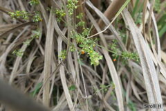Galium hypocarpium