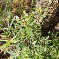 Leucopogon