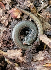 Batrachoseps attenuatus
