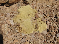 Azorelloideae