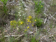 Pultenaea acerosa