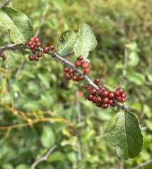 Xylosma flexuosa