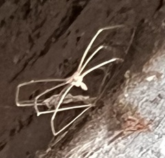 Leuronychus pacificus