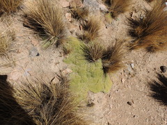 Azorelloideae