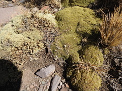 Azorelloideae
