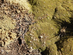 Azorelloideae