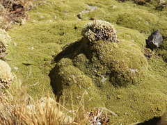 Azorelloideae