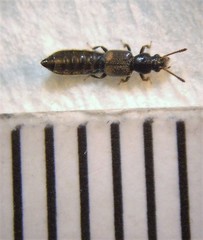 Blediotrogus guttiger