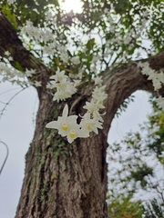 Dendrobium crumenatum