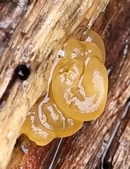 Dacrymyces