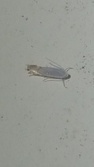 Phyllonorycter clemensella