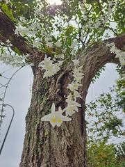 Dendrobium crumenatum