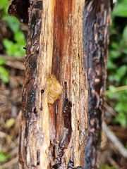 Dacrymyces